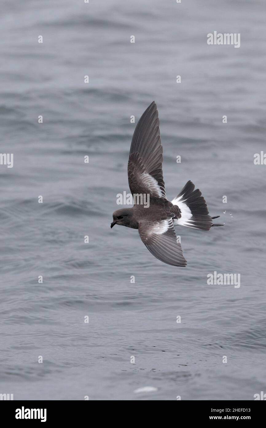 Pincoya Storm-Petrel (Oceanites pincoyae), vue dorsale, oiseau unique en vol sur la surface de la mer grise, Golfe d'Ancud, sud du Chili 25th février 2020 Banque D'Images