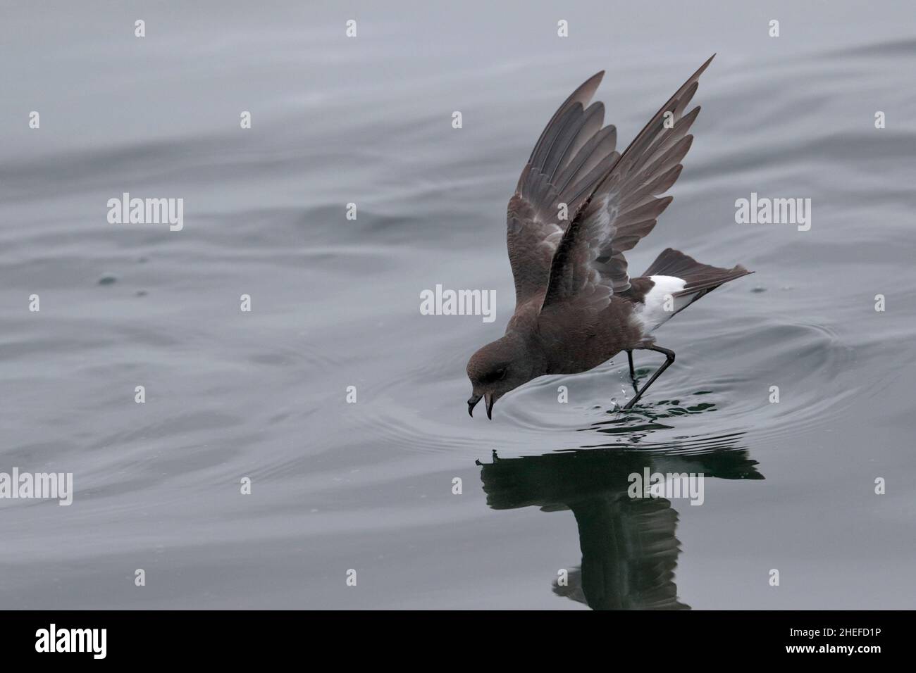 Pincoya Storm-Petrel (Oceanites pincoyae), simple oiseau qui se brise sur la surface de la mer grise, Golfe d'Ancud, sud du Chili 25th février 2020 Banque D'Images