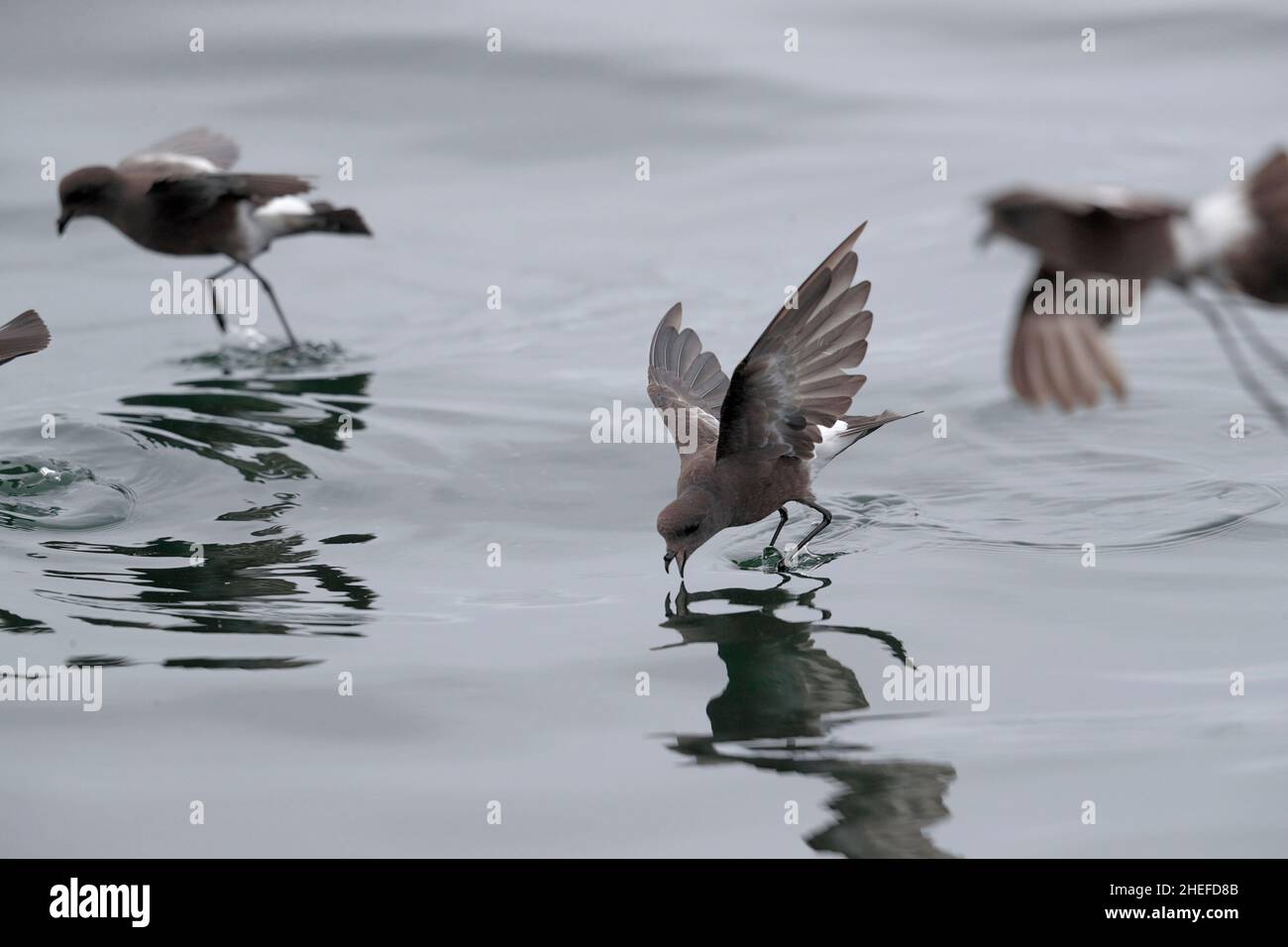 Pincoya Storm-Petrel (Oceanites pincoyae), simple oiseau qui se brise sur la surface de la mer grise, Golfe d'Ancud, sud du Chili 25th février 2020 Banque D'Images