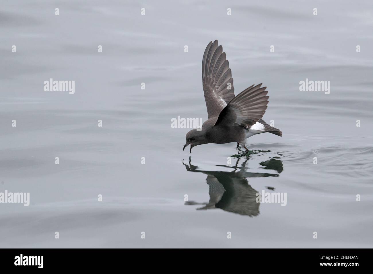 Pincoya Storm-Petrel (Oceanites pincoyae), simple oiseau qui se brise sur la surface de la mer grise, Golfe d'Ancud, sud du Chili 25th février 2020 Banque D'Images