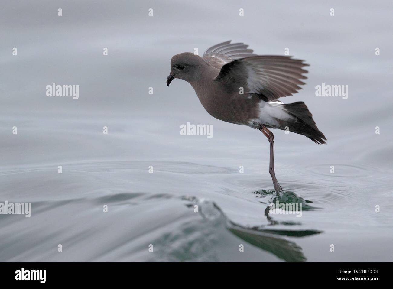 Pincoya Storm-Petrel (Oceanites pincoyae), simple oiseau qui se brise sur la surface de la mer grise, Golfe d'Ancud, sud du Chili 25th février 2020 Banque D'Images