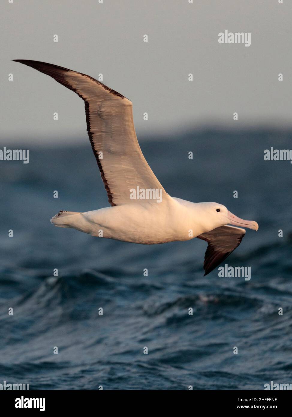 Albatros royal du Sud (Diomedea epomophora), vue de dessous, oiseau unique, vol, courant Humboldt,Près des îles Juan Fernandez, Chili Mars 2020 Banque D'Images