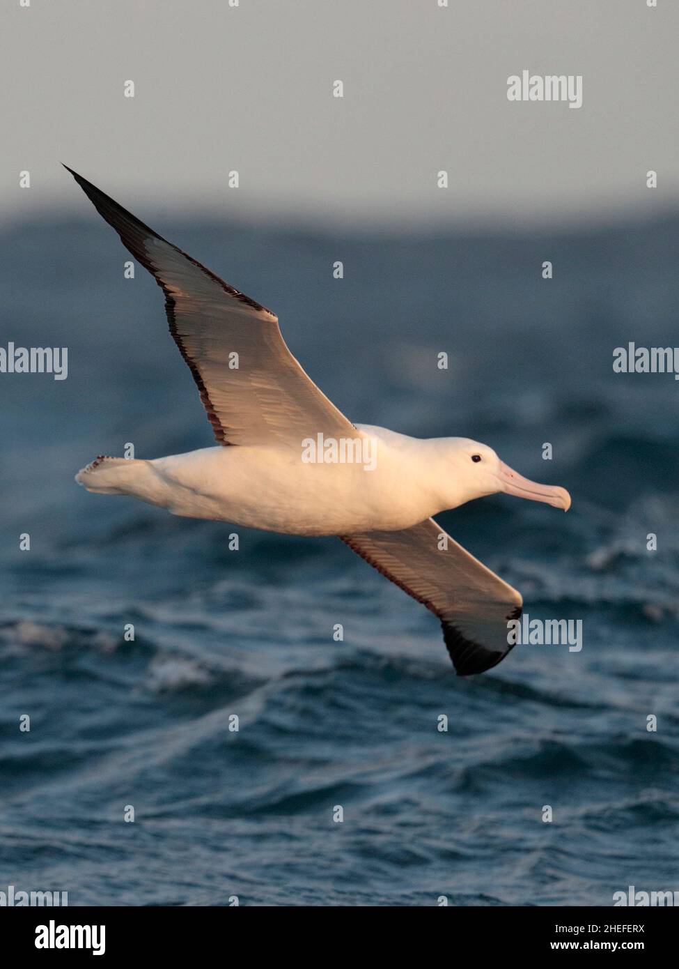 Albatros royal du Sud (Diomedea epomophora), vue de dessous, oiseau unique, vol, courant Humboldt,Près des îles Juan Fernandez, Chili Mars 2020 Banque D'Images