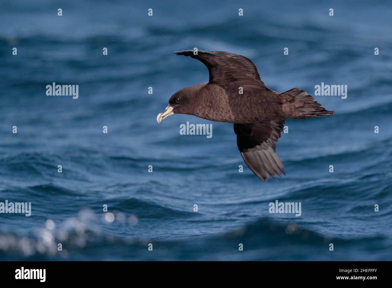 Petrel chiné blanc (Procellaria aequinotialis), oiseau unique en vol sur la surface bleue de la mer, Humboldt Current, centre du Chili 23rd février 2020 Banque D'Images