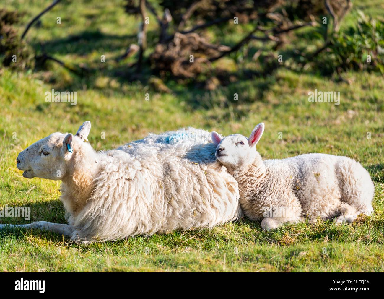 Assis ensemble à l'aube sur une prairie ensoleillée d'été, au lever du soleil, sur une pente herbeuse d'une colline de Malaverns. Banque D'Images