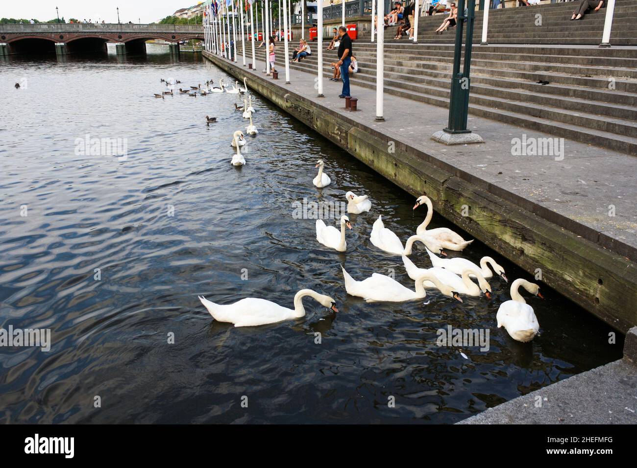 Personnes assises, détentes et nourrissant des cygnes blancs et des canards nageant dans le lac de Kleine Alster, Hambourg en été. Banque D'Images