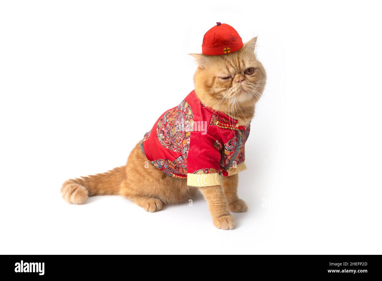 Le chat écossais de pliage portant le costume chinois rend mignon l'apparence avec un oeil sur fond blanc. Banque D'Images