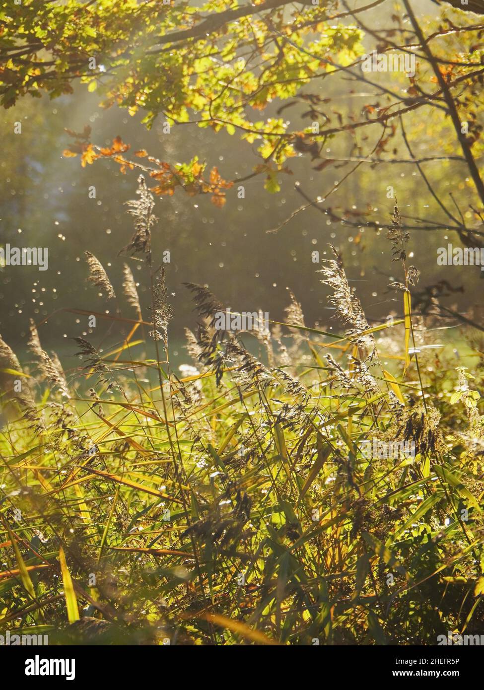 Herbe sauvage en plumes dans les bois d'automne Banque D'Images