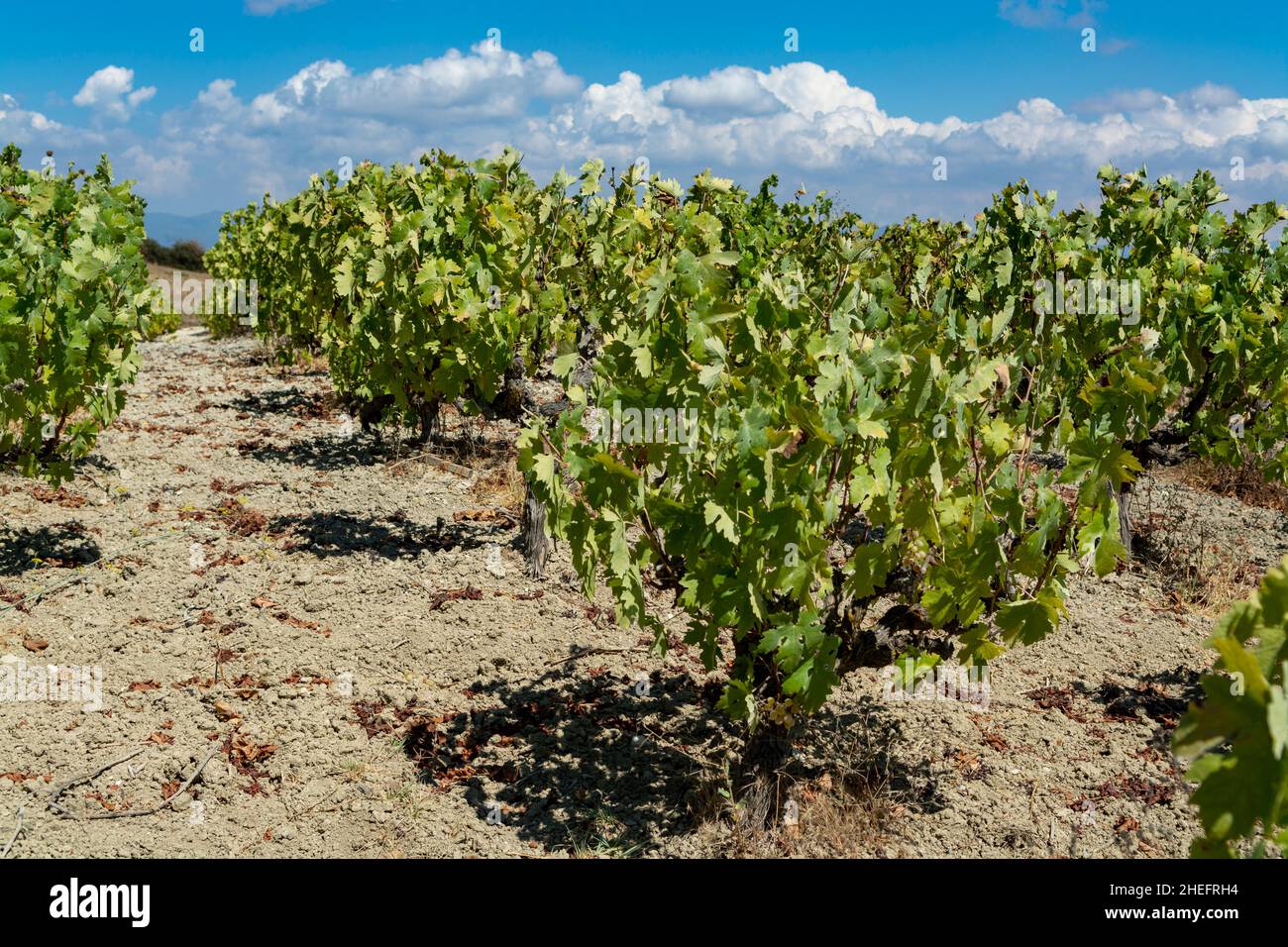 Industrie vinicole sur l'île de Chypre, vue sur les vignobles chypriotes avec des vignes en pleine croissance sur les pentes sud de la chaîne de montagnes de Troodos Banque D'Images