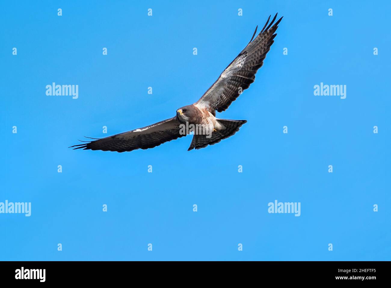 Gros plan d'un Hawk de Swainson approchant en vol sur un joli fond bleu ciel. Banque D'Images