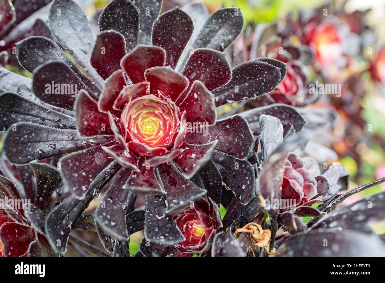 Gros plan sur l'arboreum d'Aeonium à Los Angeles, en Californie Banque D'Images