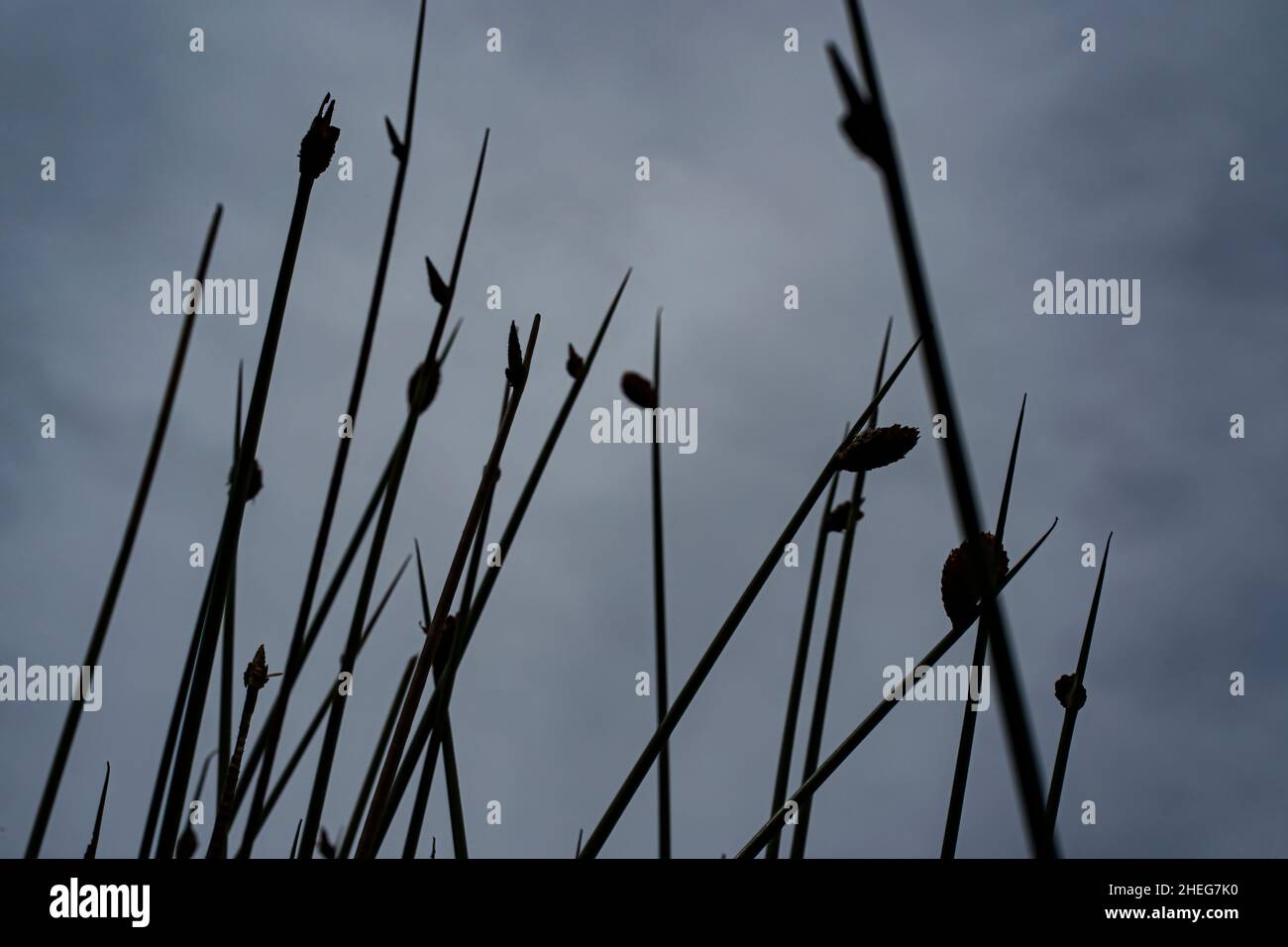 Silhouette du spikerush ou localement connu sous le nom de purumput ou de kercut avec le ciel comme arrière-plan.Points de mise au point sélective Banque D'Images