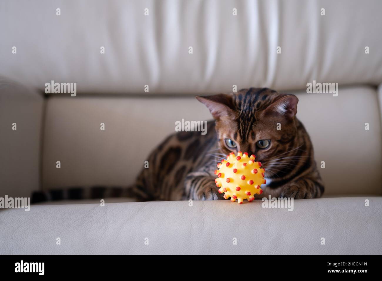Le chat Bengale est installé sur un fauteuil en cuir clair avec une boule jaune-rouge Banque D'Images