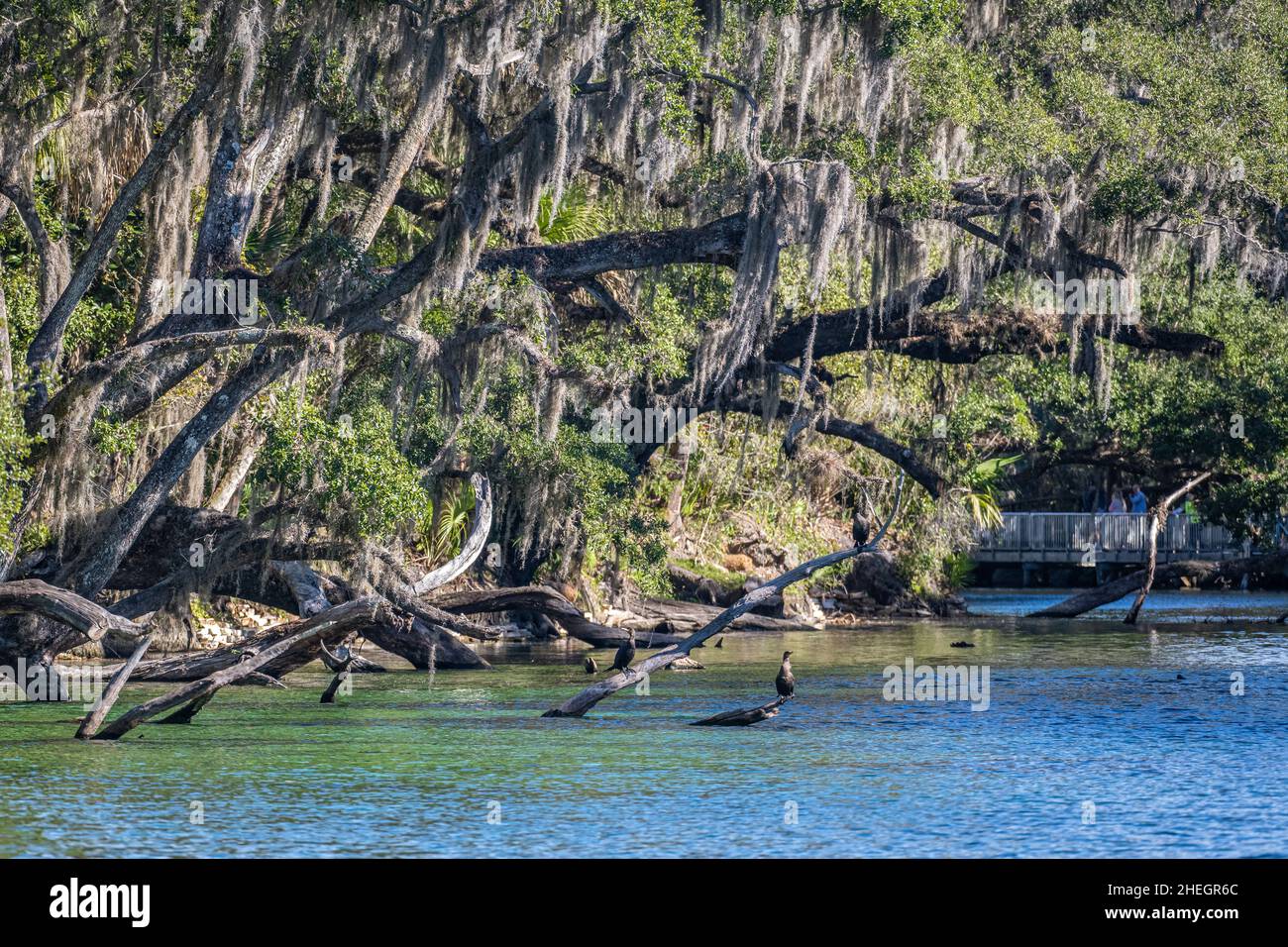 Blue Spring Run, qui se nourrit de la rivière St. Johns, au parc national Blue Spring, un refuge de manatee de Floride dans le centre de la Floride.(ÉTATS-UNIS) Banque D'Images