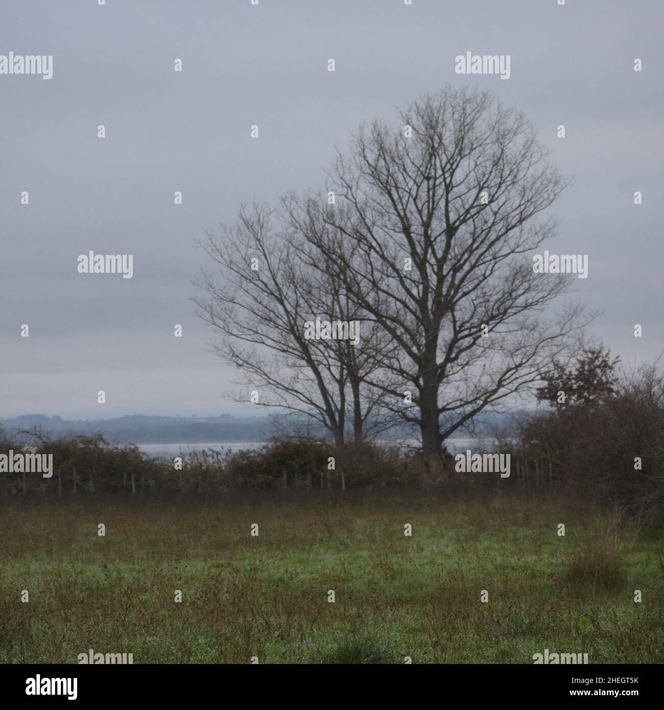 Un lit de lac avec un arbre nu par une journée nuageux dans la campagne de l'Ombrie Banque D'Images