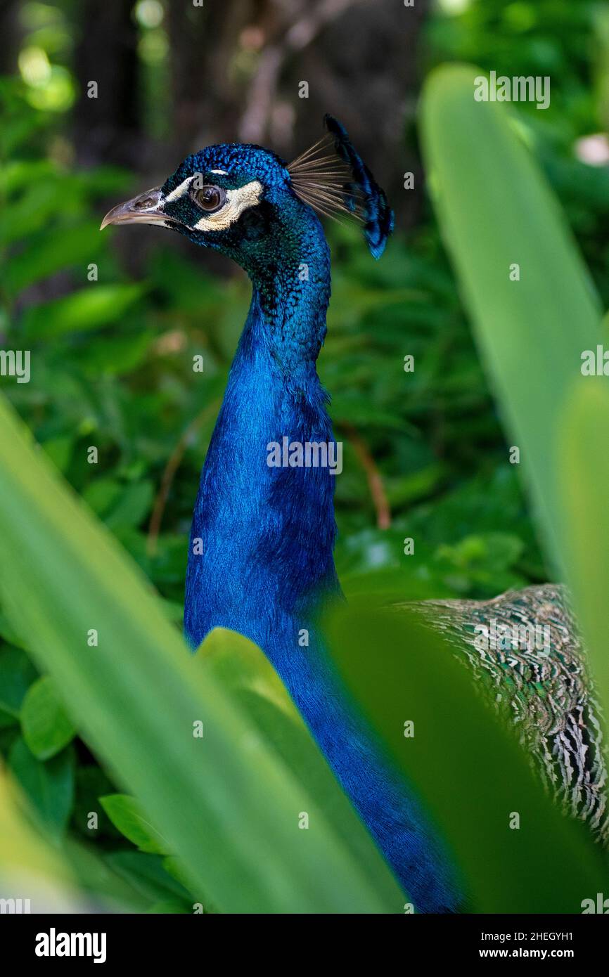 Le paon commun est une espèce d'oiseau galliforme de la famille des Phasianidae. Banque D'Images
