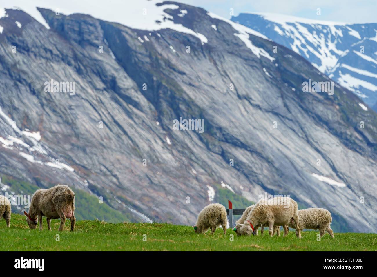 VALLDAL, NORVÈGE - 2020 JUIN 09.Moutons et agneaux à la maison, avec une montagne floue avec de la glace en arrière-plan. Banque D'Images