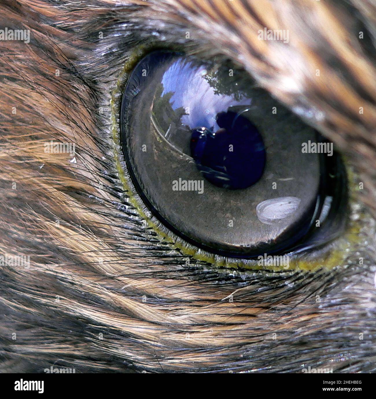 yeux d'animaux Banque D'Images