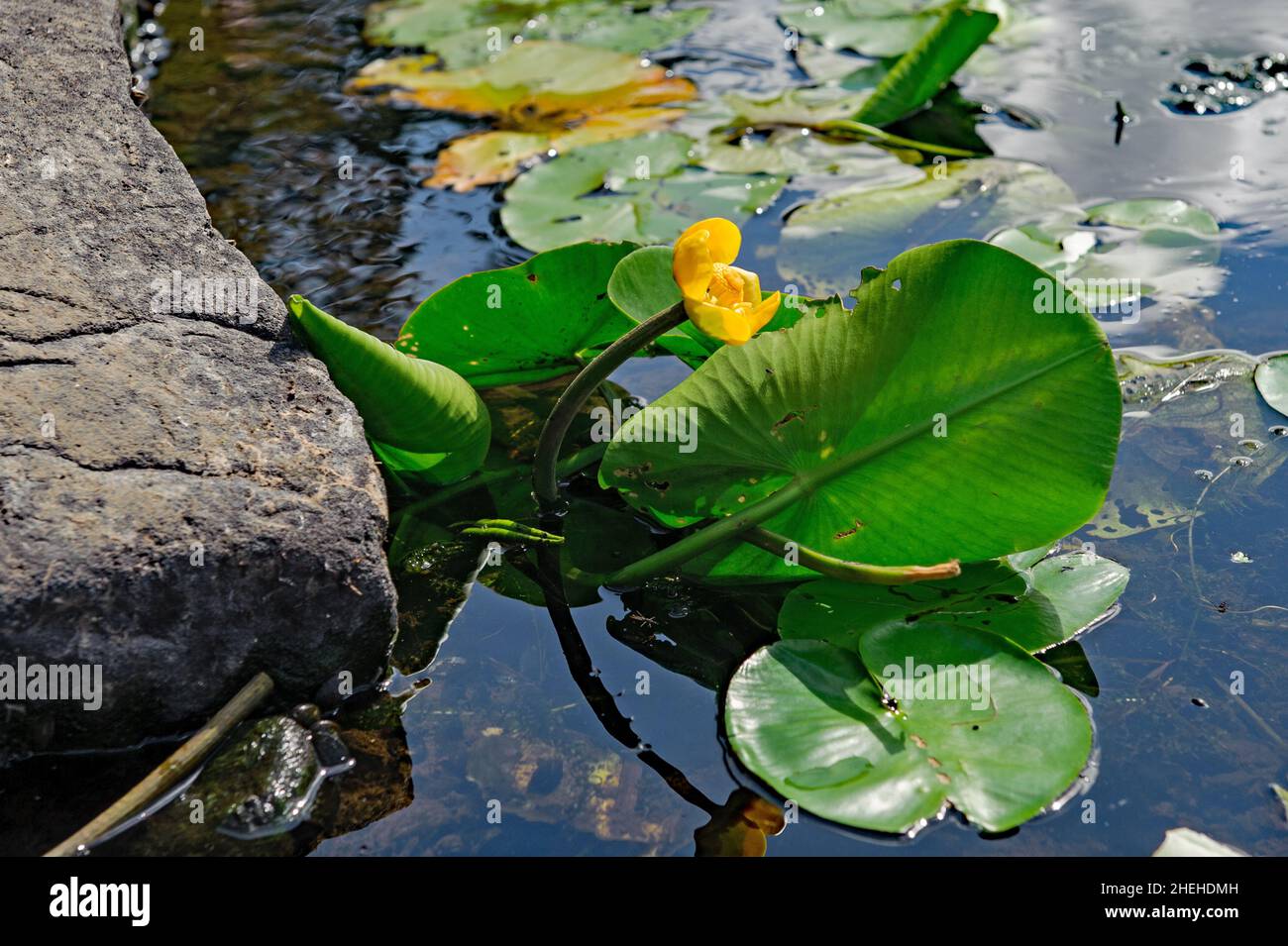 Nénuphars jaunes avec feuilles ovales flottantes en été Banque D'Images