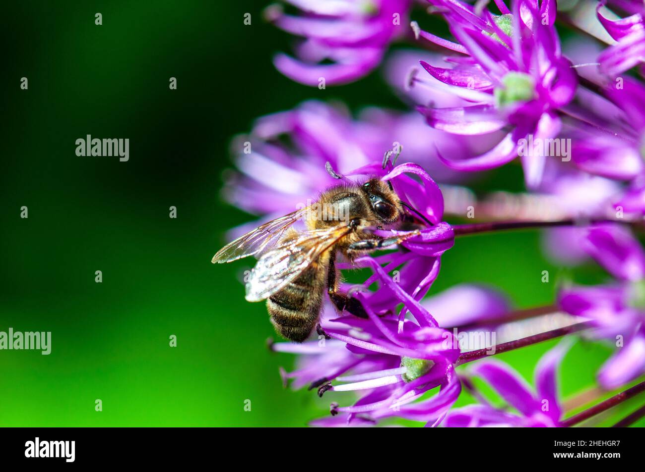 abeille fourrager une fleur Banque D'Images