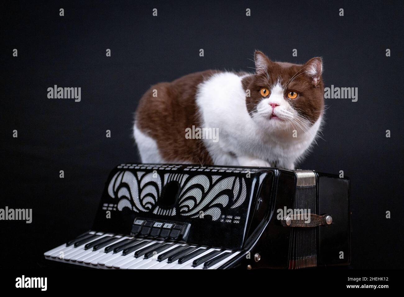 Mignon drôle britannique shorthair chat posé sur l'accordéon isolé sur fond noir studio Banque D'Images