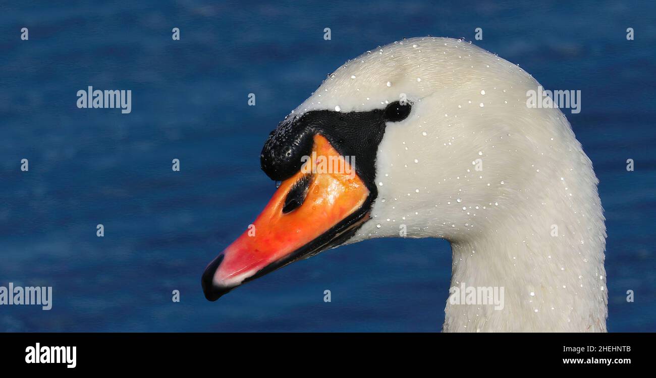 Gros plan de la tête de cygne silencieuse Banque D'Images