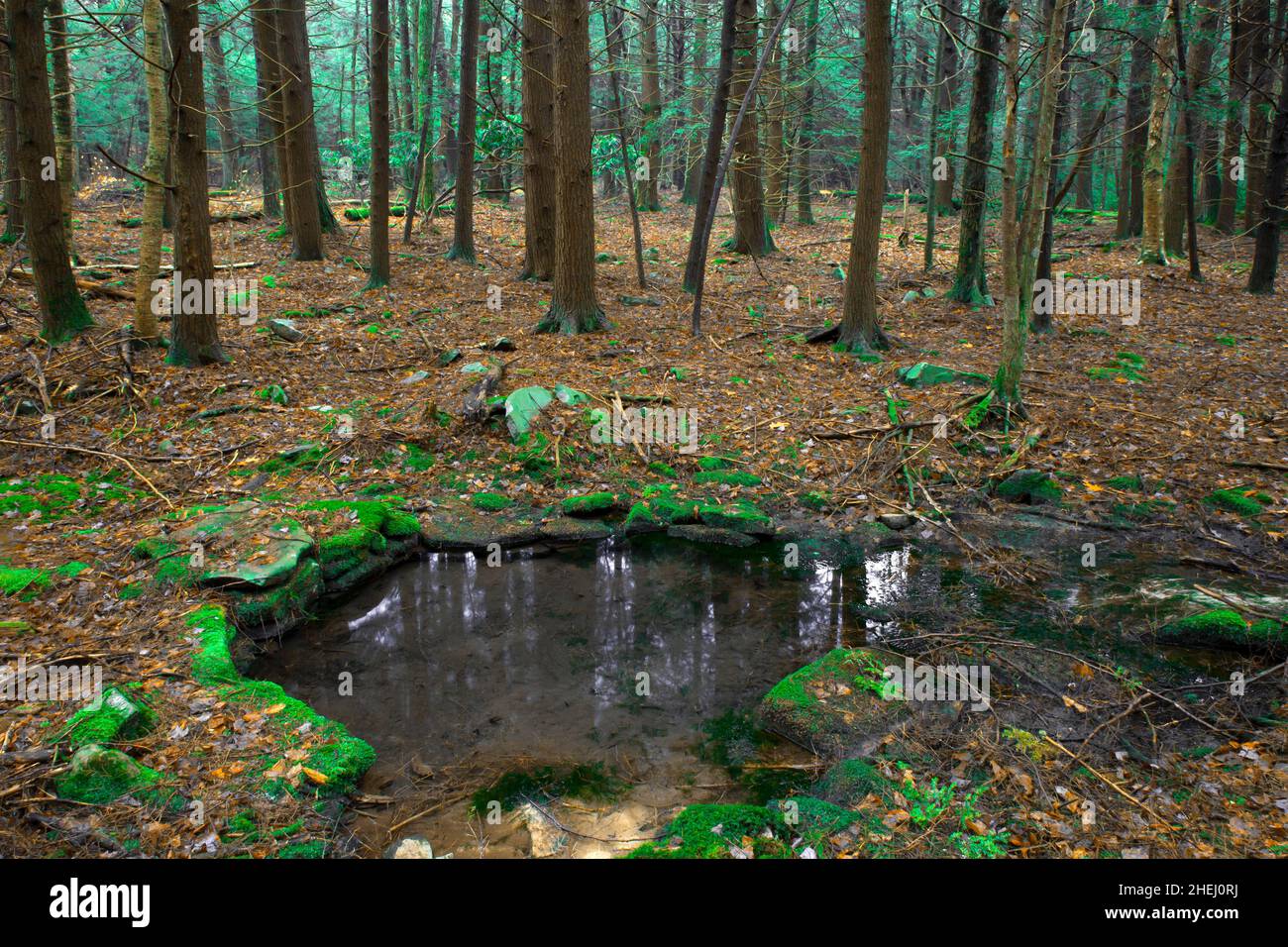 Un printemps naturel qui a été amélioré par la civil conservation Corp en 1930s dans les montagnes Pocono en Pennsylvanie. Banque D'Images