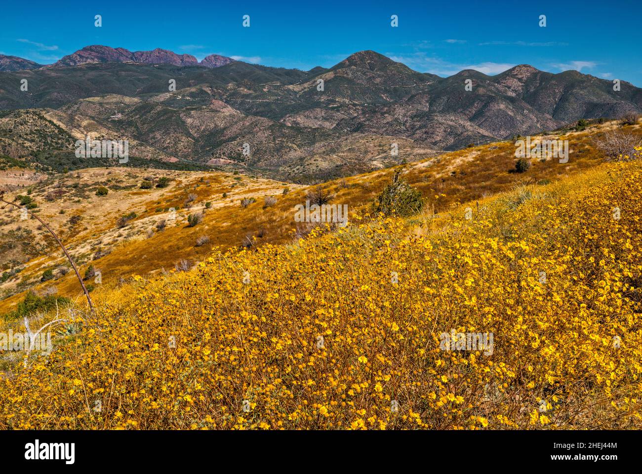 Montagnes Mazatzal, brittlebush en fleur, sur le bassin de Cottonwood, vue depuis Mount Ord Road (FS 626), Forêt nationale de Tonto, Arizona, États-Unis Banque D'Images