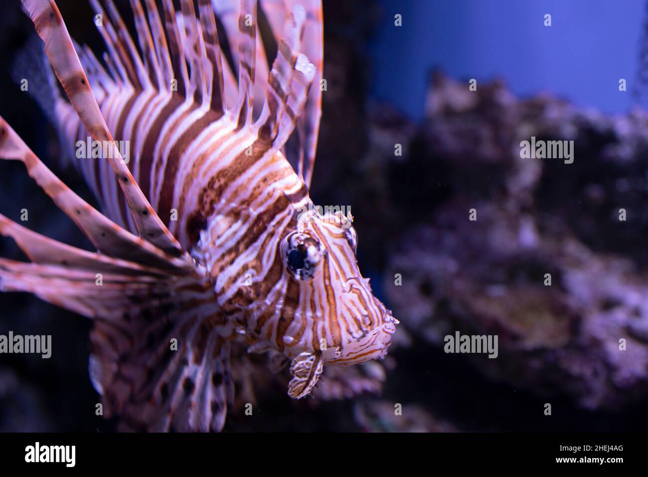 Poissons-lions en aquarium dans la province de Supanburi, Thaïlande. Banque D'Images