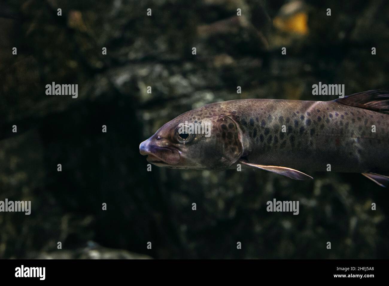 Portrait du poisson d'eau douce dans la rivière Banque D'Images