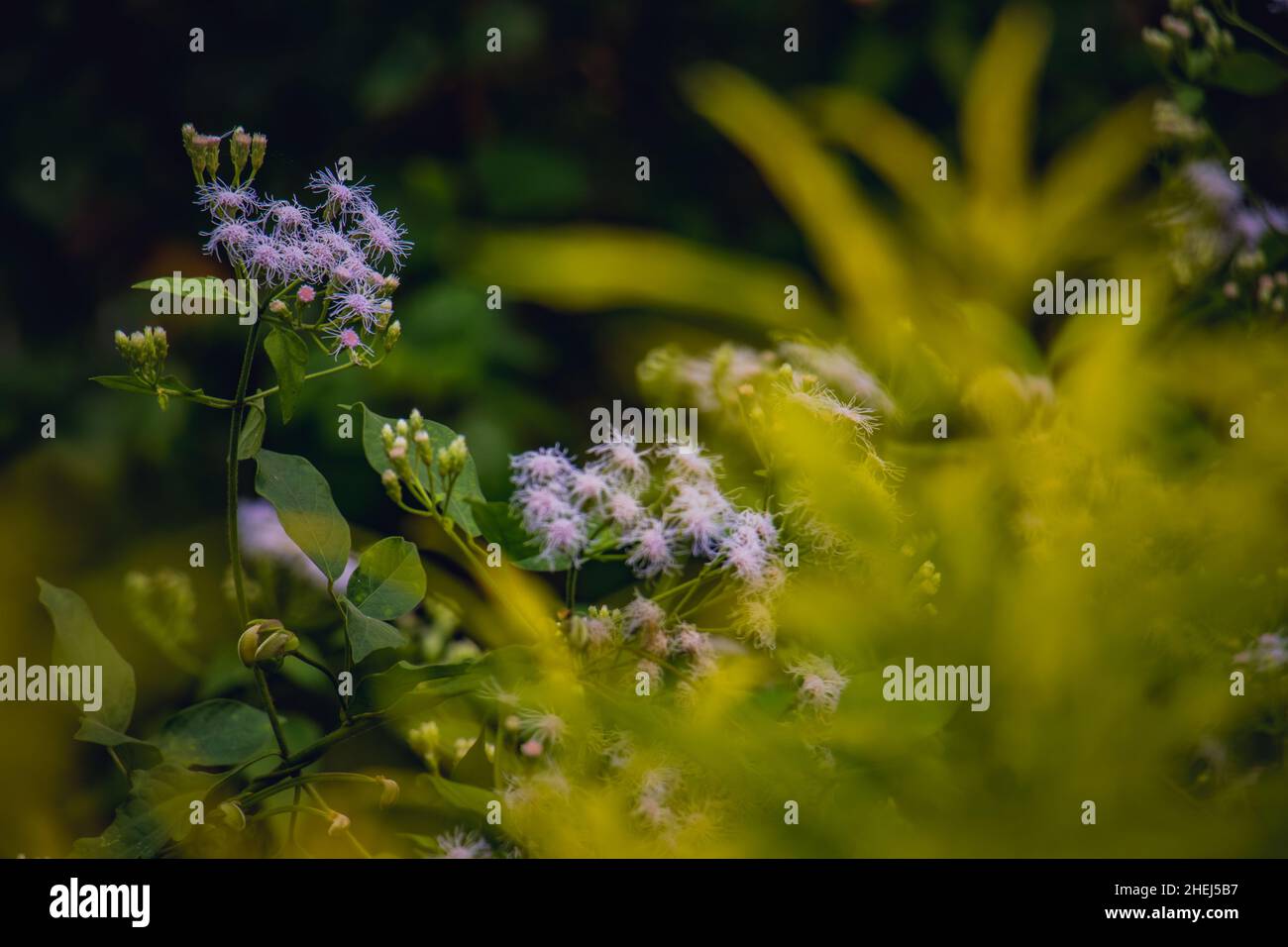 Magnifique Bush de Noël (Chromolaena odorata) fleurs branche sur un jardin Banque D'Images