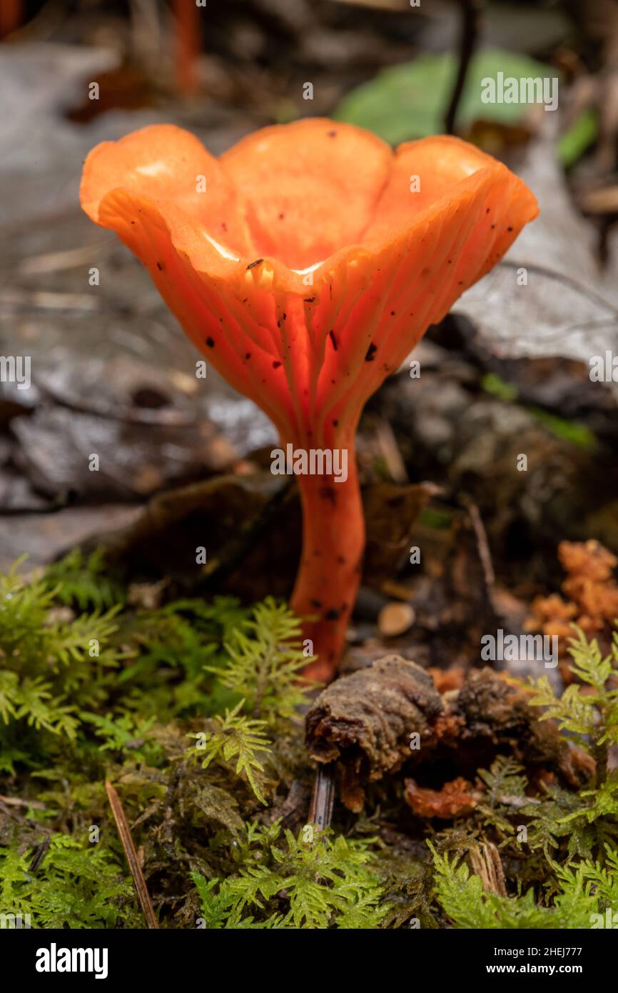 Le champignon orange vif pousse à travers la mousse dans les Smokies Banque D'Images