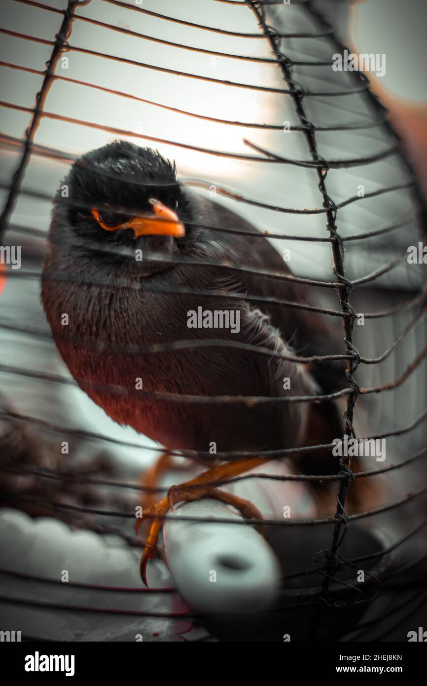 Le beau shalik oiseau sur une clôture Banque D'Images