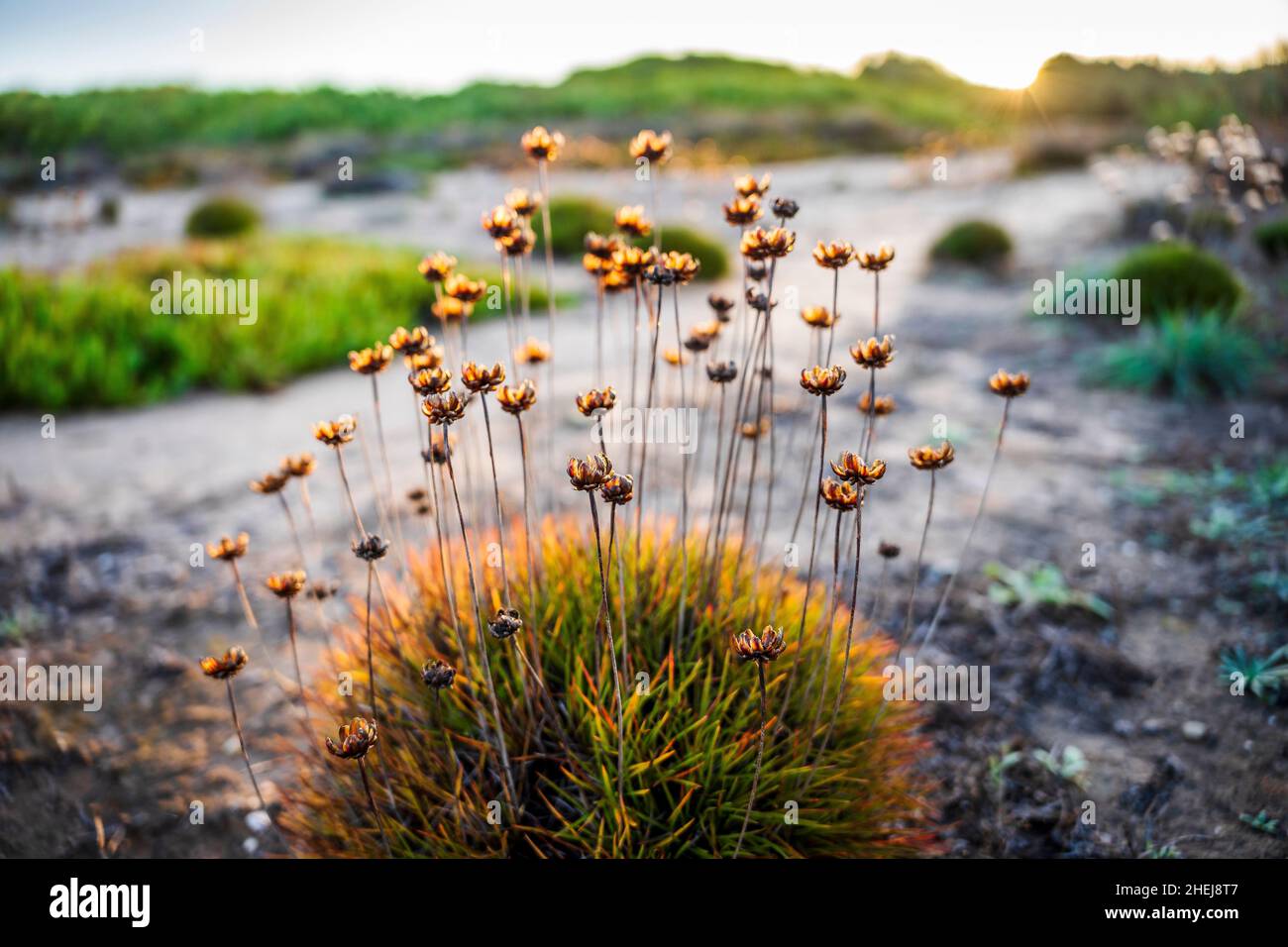 Belle végétation sèche mise en évidence par le lever du soleil sur les falaises de l'Algarve, Portugal Banque D'Images