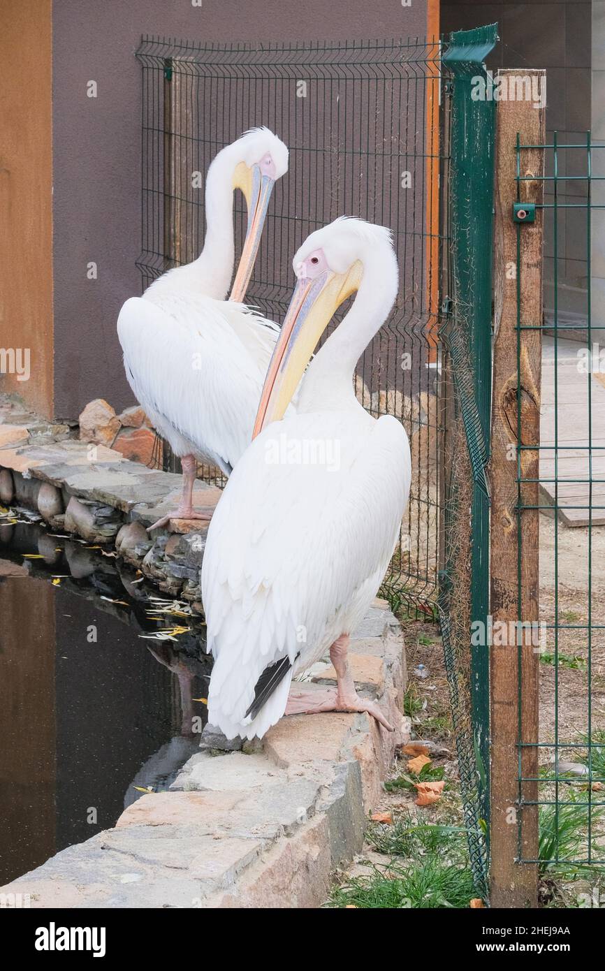 Pélicans qui vit dans le zoo.Oiseaux exotiques blancs, gros plan. Banque D'Images
