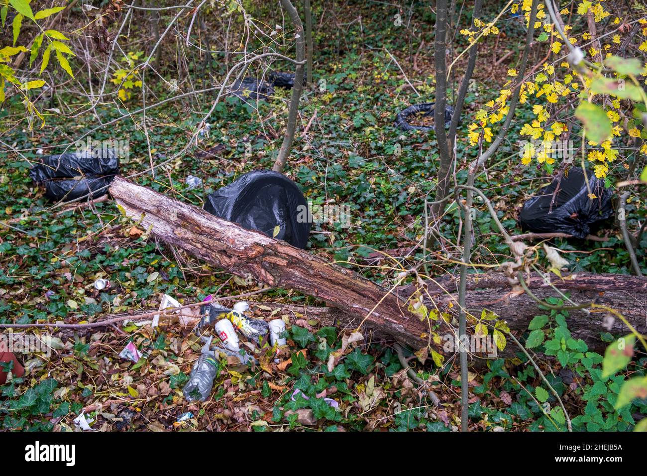 Sacs de poubelle noirs, boîtes et plastique illégalement jetés dans les bois.Pointe de mouche dans la zone protégée de Dolis Valley Greenwalk, Barnett, Londres, Royaume-Uni Banque D'Images