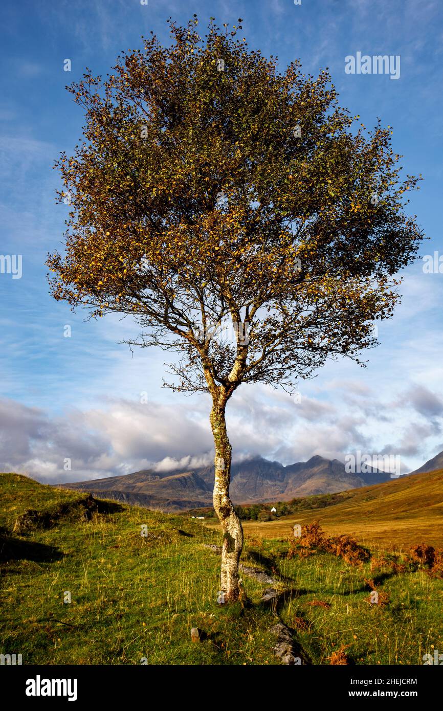 Arbres d'automne, près de Torrin, île de Skye, Écosse. Banque D'Images