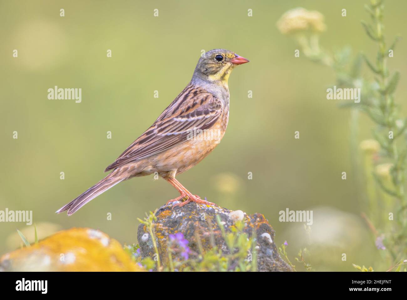 Ortolan Bunting (Emberiza hortulana) perché sur pierre.C'est un oiseau eurasien de la famille des Emberizidae.Bulgarie.Faune scène de la nature i Banque D'Images