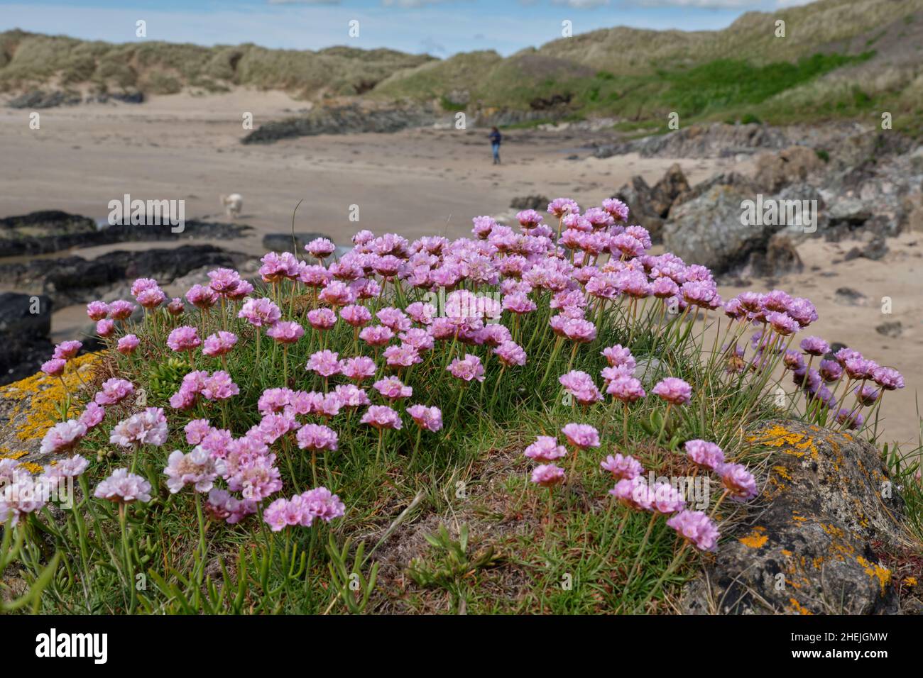 fleurs sur la plage de l'île d'anglesey au pays de galles Banque D'Images