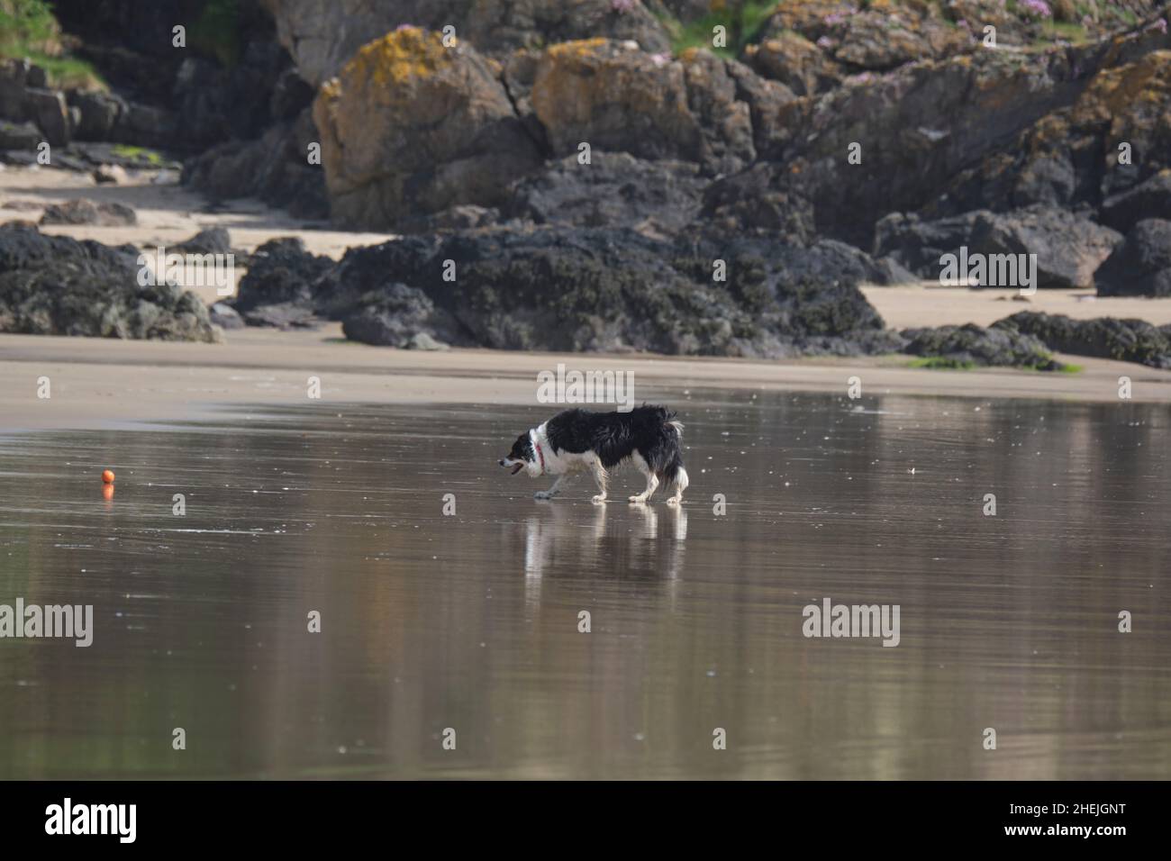 chien de collie sur la plage jouant Banque D'Images
