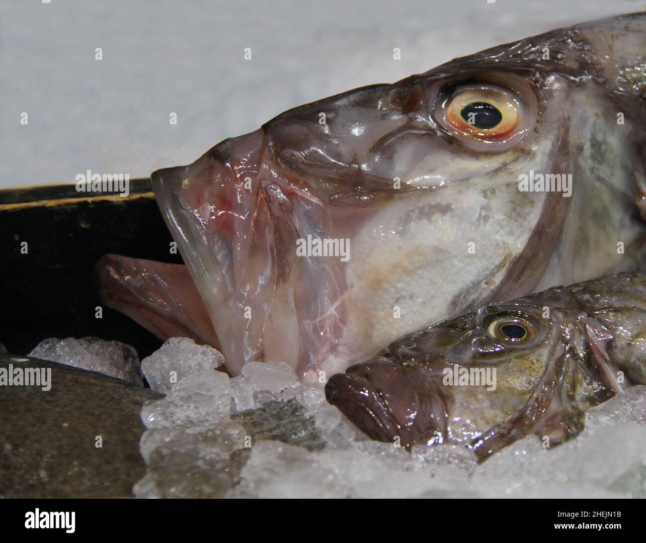 Deux têtes de John Dory Fish sur un lit de glace. Banque D'Images