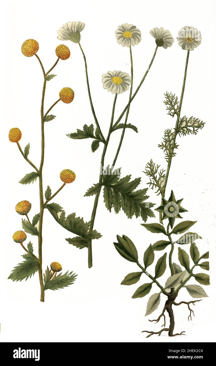 Bellis leucanthema tanaceti foliis und Bellis spinosa cretica und Bellis orientalis cotulae folio flore albo et luteo und Bellis myrtifolia humilis seu canna veru, Varianten des Gänseblümchen, eine Pflanzengattung aus der Familie der Korütblilis seu canca veru, Physchenische en, 1740, Päushiogentlung, Päische en, Pählengum, Pähör, Pähähör, Pähähähähillustration de plantes historiques du livre publié vers 1740, numériquement amélioré Banque D'Images
