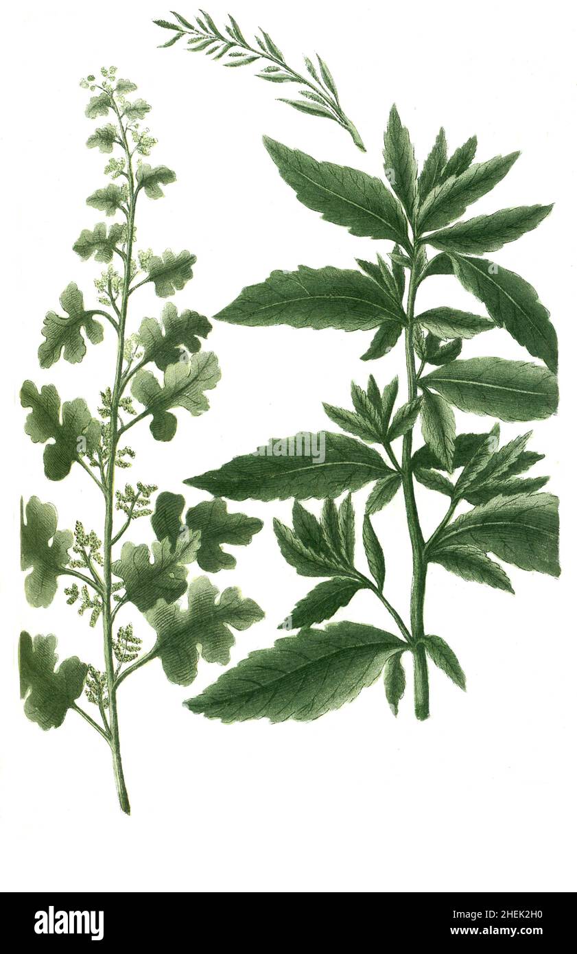 Botrys vulgaris, Chenopodium botrys, Klebriger Drüsengänsefuß oder Jerusalem Oak gooseefoot, und Botrys ambrosioides Mexicana, Pflanzenarten der Gattung Drüsengänsefüße, Phytanthiconographia, historische Pflanzenillustration aus UM UM 1740, 1740 a amélioré l'illustration numérique de l'usine de Buschener, publié autour de l'usine de Bereich Banque D'Images
