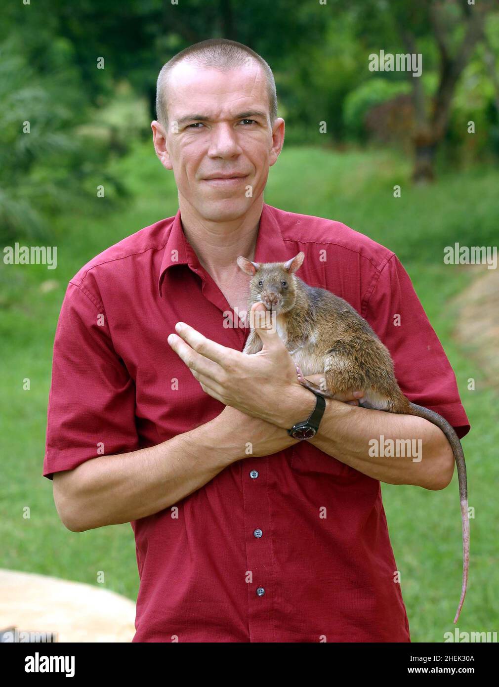 BART WEEJANS, DIRECTEUR GÉNÉRAL DE L'APOPO AVEC UN RAT POUCHRÉ GÉANT FORMÉ (CRICETOMYS GAMBIANUS) AU CENTRE DE FORMATION DE L'APOPO, UNIVERSITÉ D'AGRICULTURE SOKOINE, MOROGORO, TANZANIE.AU CENTRE, LA COMPAGNIE BELGE (APOPO), LA BRAVOURE DE BART WEETJENS, FORME DES RATS À DÉTECTER LES MINES TERRESTRES À UTILISER DANS LES RÉGIONS DÉCHIRÉES PAR LA GUERRE.LES RATS SONT CONSIDÉRÉS COMME IDÉALEMENT ADAPTÉS POUR LE TRAVAIL DE DÉTECTION DE MINES ÉTANT MOINS COÛTEUX À FORMER QUE LES CHIENS SNIFFER PLUS CONVENTIONNELS, AINSI QUE PLUS FACILES À TRANSPORTER ET MOINS ENCLINS À SE LIER À DES MAÎTRES SPÉCIFIQUES.LES RATS SONT ÉGALEMENT RÉSISTANTS À LA MALADIE. Banque D'Images