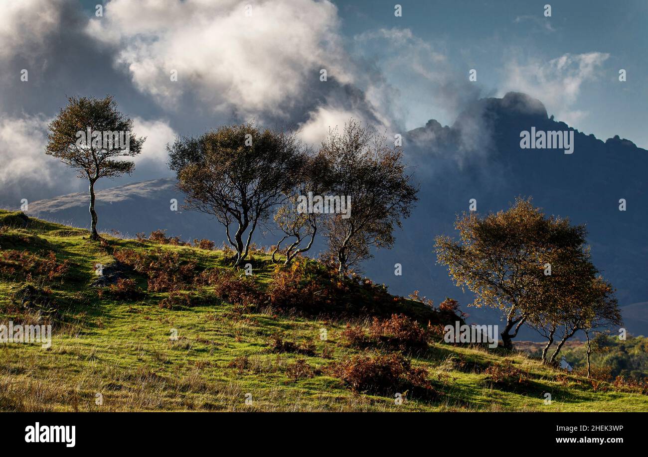 Arbres d'automne, près de Torrin, île de Skye, Écosse. Banque D'Images