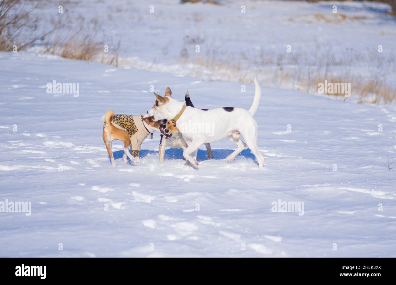 Deux chiens blancs et noirs de race mixte jouent de près avec le chien basenji sur une neige fraîche par temps froid et ensoleillé Banque D'Images