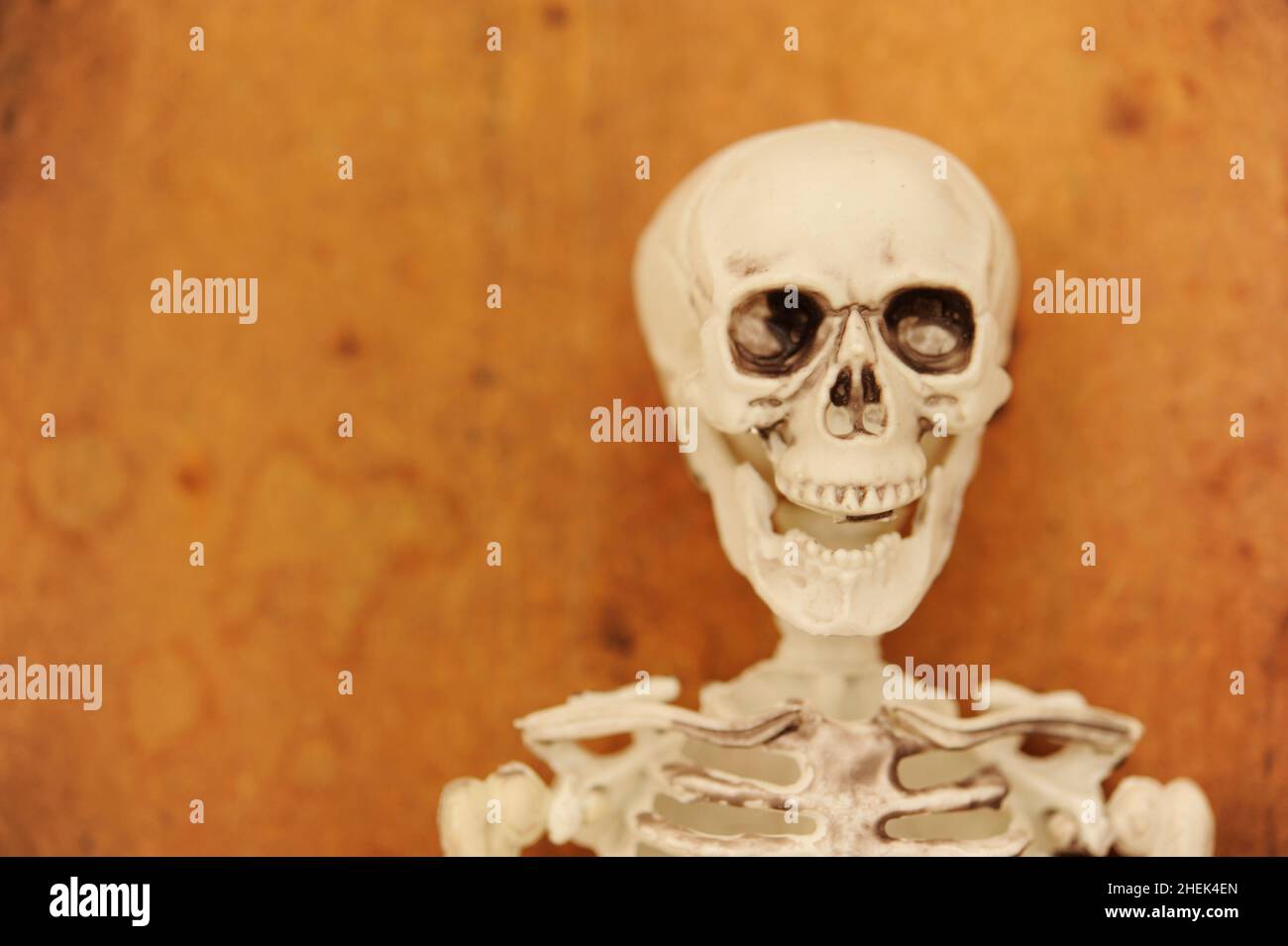 Concept de jouet, d'horreur et d'Halloween pour squelette humain Banque D'Images