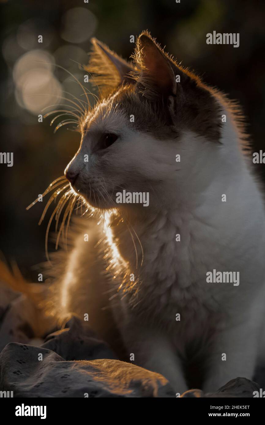 Gros plan sur un bébé chaton avec un bel éclairage et un arrière-plan flou Banque D'Images