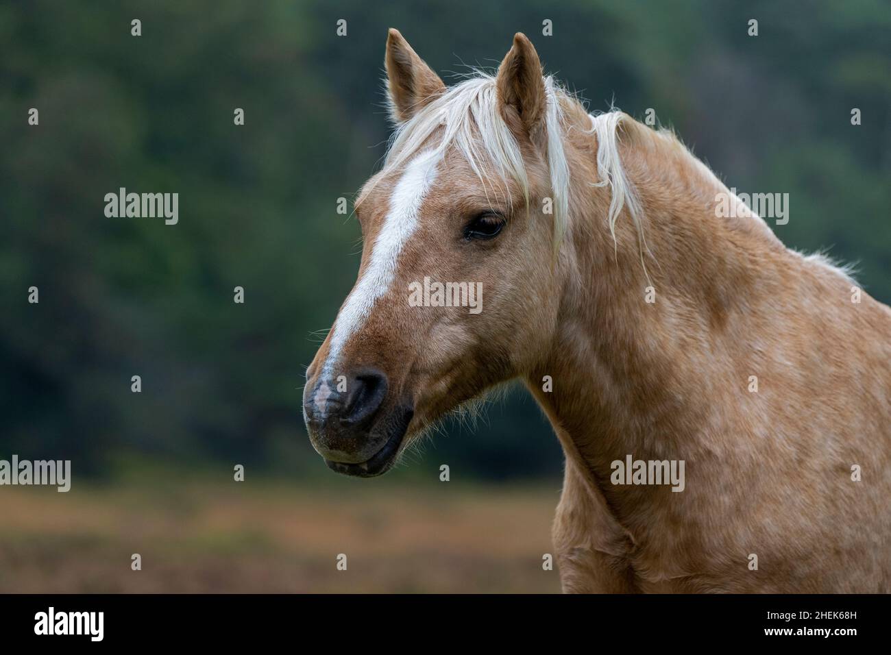 Portrait d'un poney-Equus ferus cabalus dans le parc national de New Forest, Brockenhurst, Hampshire, Royaume-Uni Banque D'Images