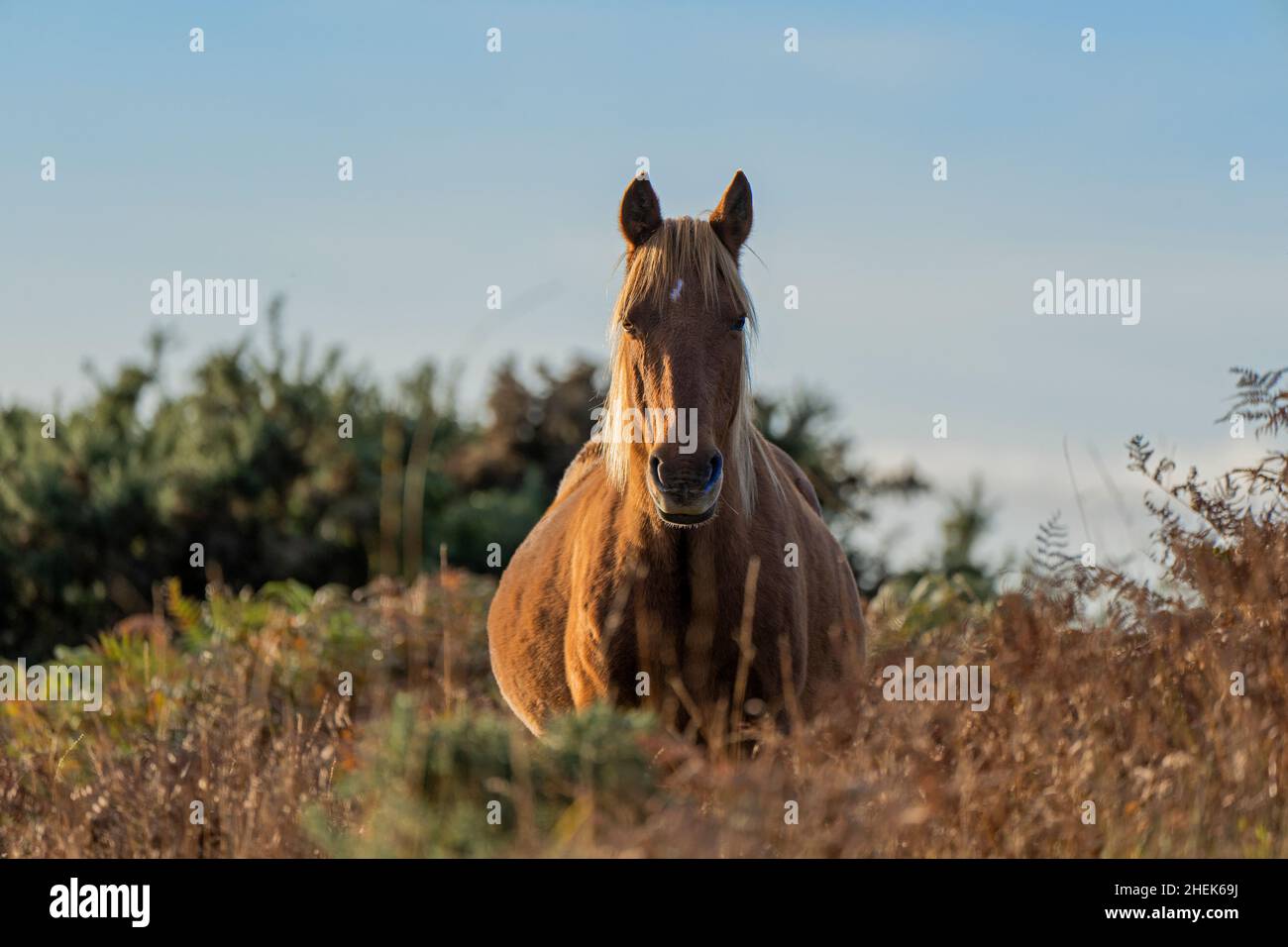 Portrait d'un poney-Equus ferus cabalus dans le parc national de New Forest, Brockenhurst, Hampshire, Royaume-Uni Banque D'Images